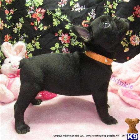 umpquavalleykennels Picture 3